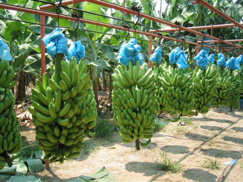 Exportaciones de bananas sumaron US$ 128.8 millones durante enero-octubre del 2016