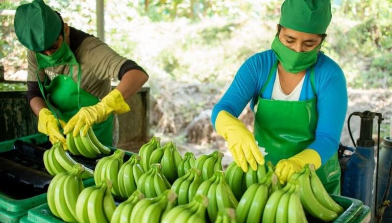 Exportaciones de banano de Perú crecieron 10.5% en volumen y 13.9% en valor en octubre de este año