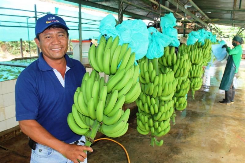 Exportaciones de banano por parte de Perú caen en valor -5.5% y en volumen -7.56% de enero a octubre