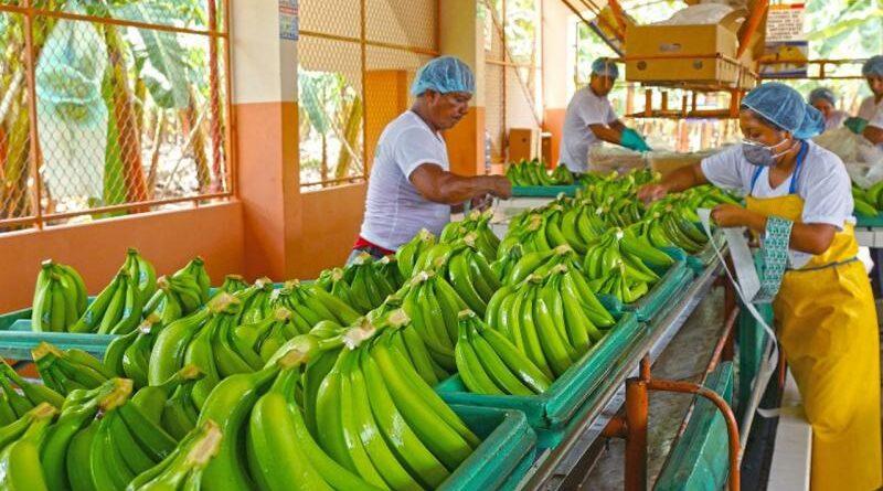Exportaciones de banano por parte de Perú crecen 52% en volumen en los cinco primeros meses del 2022
