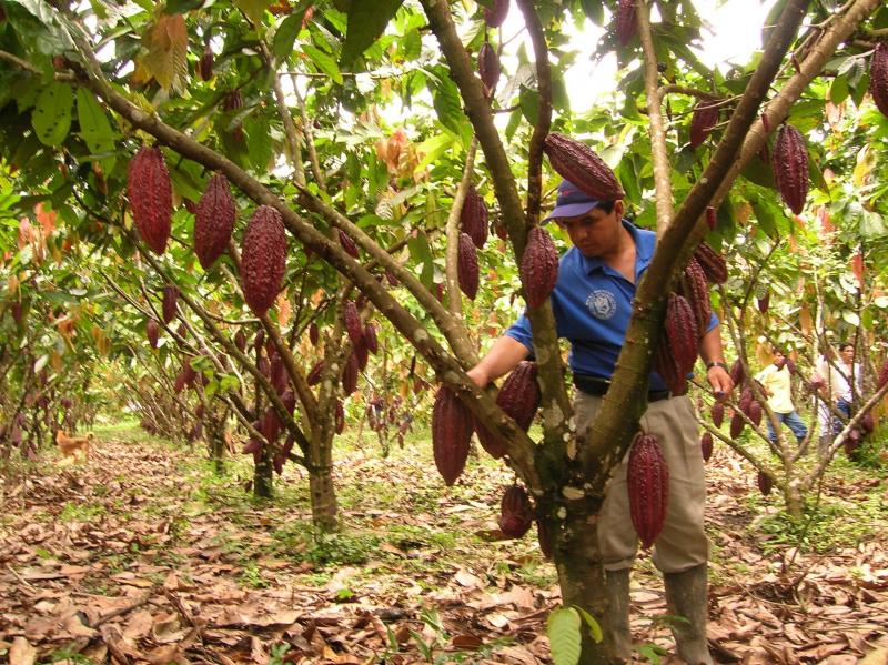 Exportaciones de cacao aromático orgánico de Cooperativa Colpa de Loros crecieron 2.300% en tres años