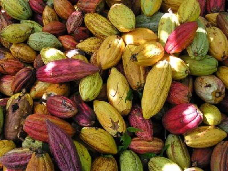 EXPORTACIONES DE CACAO CRECERÍAN 15% 