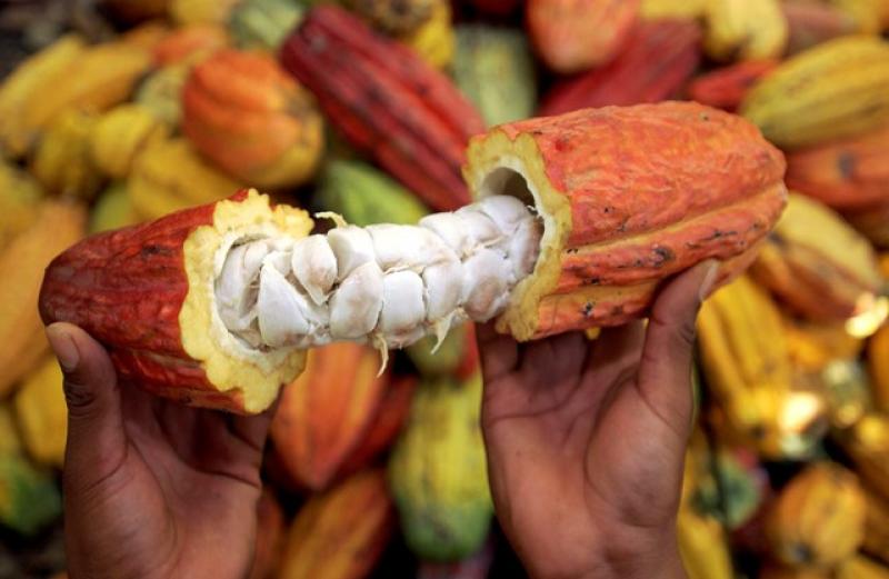 EXPORTACIONES DE CACAO DE CEPICAFÉ CRECERÍAN 33% EN EL 2014