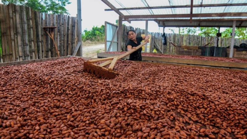 Exportaciones de cacao en grano caen -55.06% en valor y -21,11% en volumen a septiembre del 2026