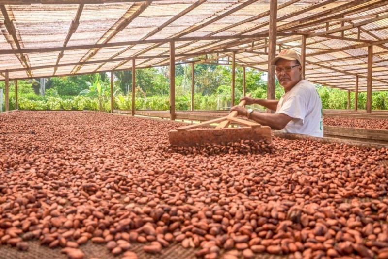 Exportaciones de cacao en grano crecieron 38% en valor y 46.28% en volumen en el primer cuatrimestre del año