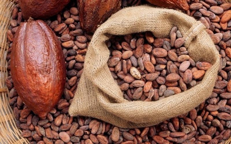 Exportaciones de cacao en grano llegaron a US$ 29.7 millones durante los cuatro primeros meses del año