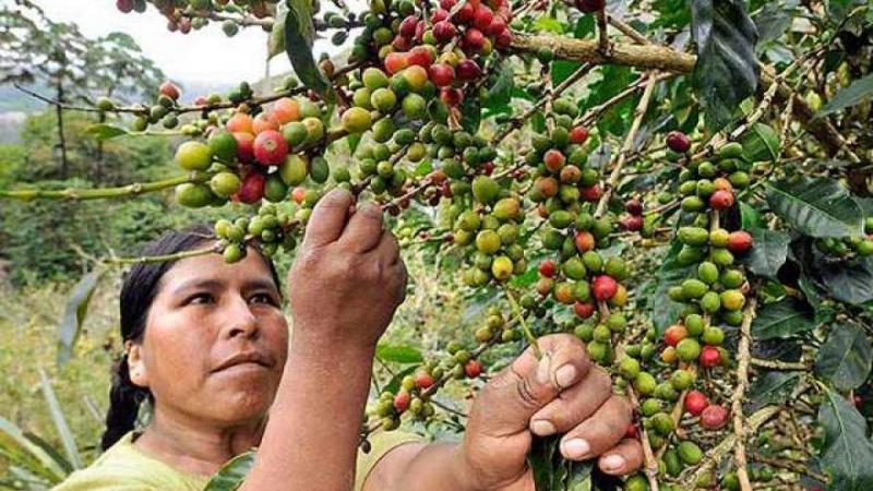 Exportaciones de café cayeron en valor 26.3% durante el primer cuatrimestre del año