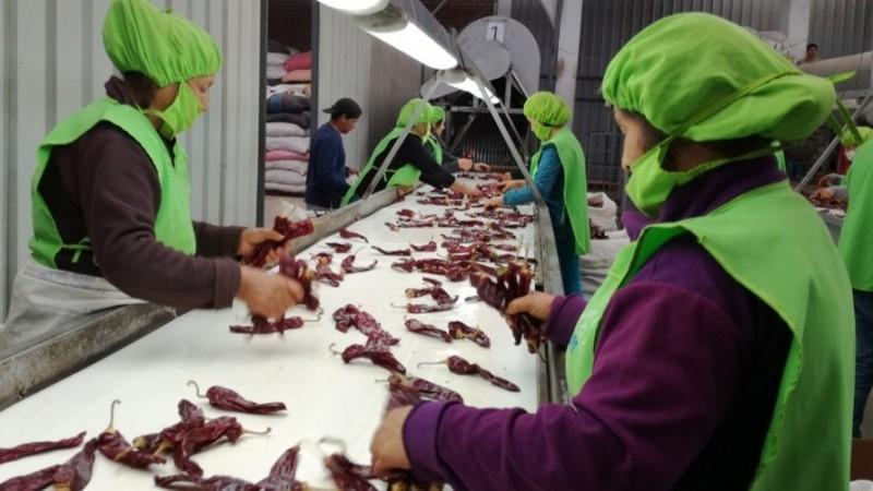 Exportaciones de capsicum registran crecimiento moderado en valor