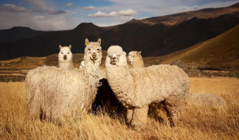 Exportaciones de fibra de alpaca crecerían 25% este año