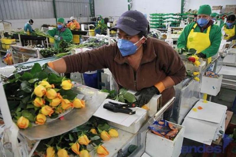 EXPORTACIONES DE FLORES CAEN 7.2% EN VALOR DURANTE ENERO - JULIO