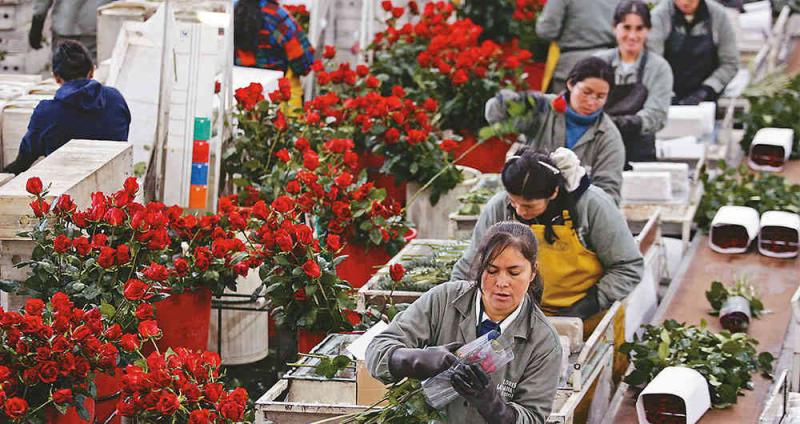 Exportaciones de flores frescas crecieron 13.2% en valor y volúmen en 2019