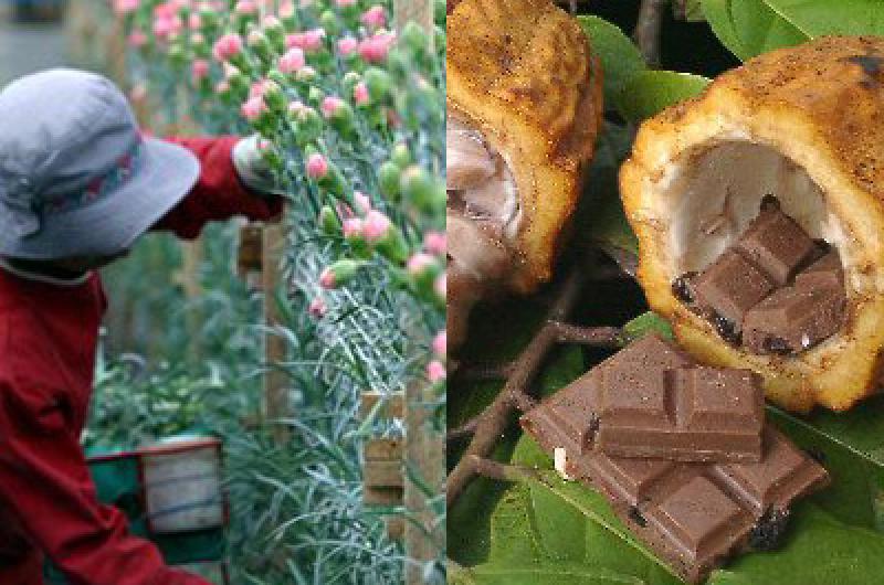 EXPORTACIONES DE FLORES Y CACAO FUERON SOSTENIDAS