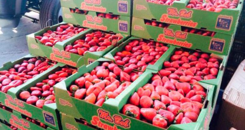 Exportaciones de fresas bordean los US$ 6 millones durante el primer cuatrimestre