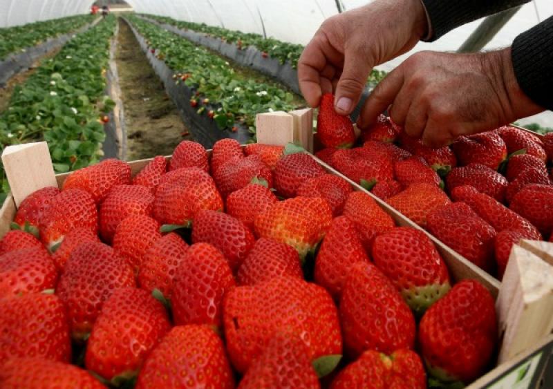 Exportaciones de fresas caen en valor 10.6% en el primer bimestre de 2019
