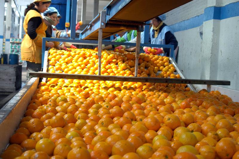 EXPORTACIONES DE FRUTAS CRECIERON 15.2% 