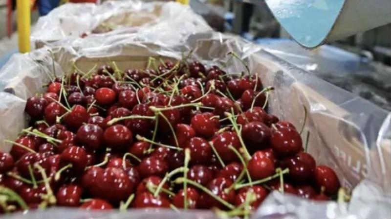 Exportaciones de frutas frescas chilenas a Japón crecen 30%