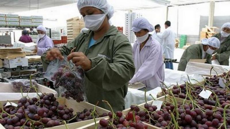Exportaciones de frutas frescas crecieron 44% en el primer bimestre del 2018
