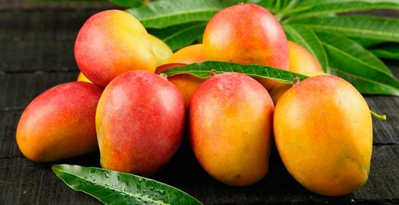 Exportaciones de jugo de mango llegaron a valores de US$ 841 mil en los primeros cinco meses del año