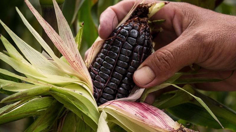 Exportaciones de maíz morado llegan a valores de US$ 802 mil