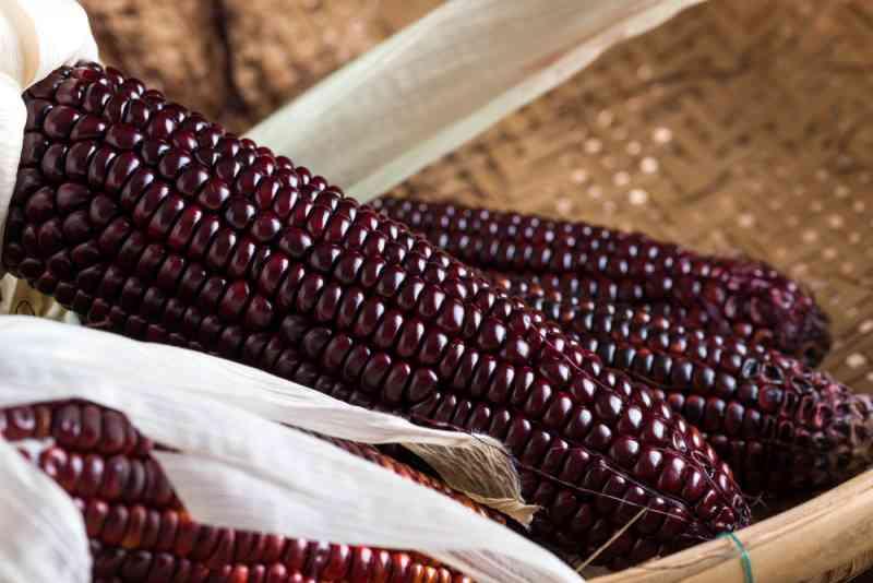 Exportaciones de maíz morado superaron los US$ 199 mil en el primer bimestre de 2020