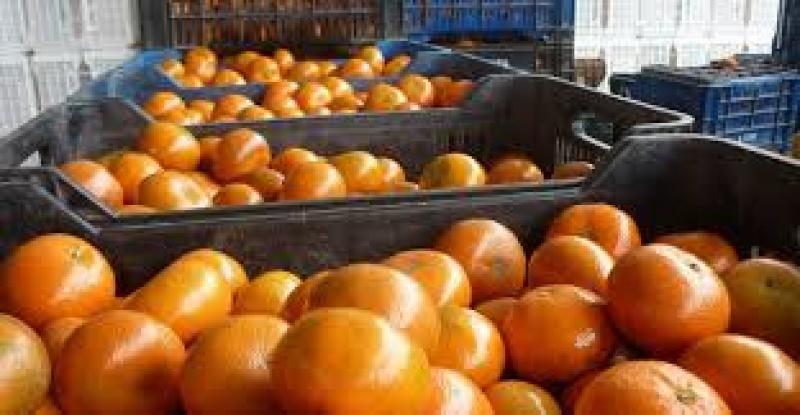 Exportaciones de mandarina de Perú crecieron  7% en volumen y 15% en valor en agosto