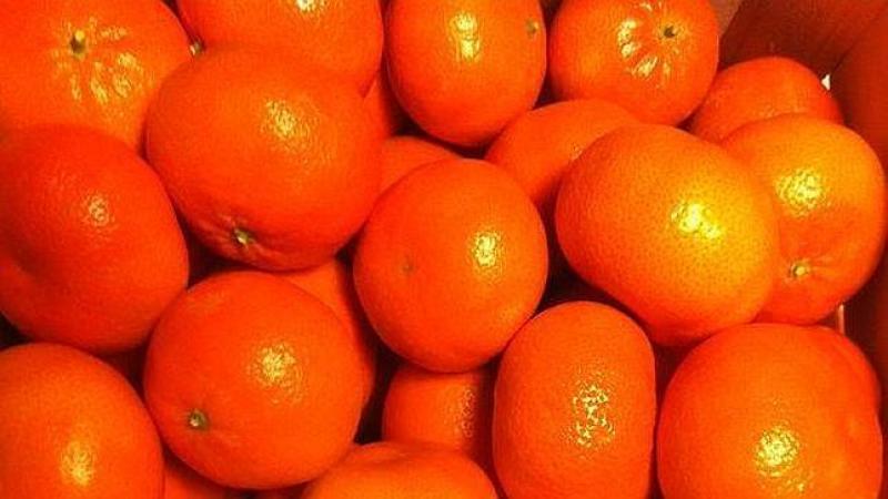 EXPORTACIONES DE MANDARINAS SATSUMA CRECERÍAN 20% ESTE AÑO