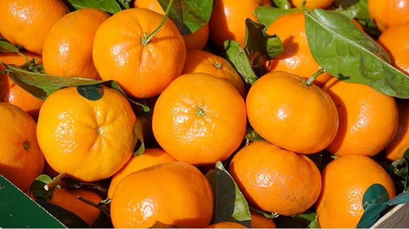 Exportaciones de mandarinas tempranas crecen 39% en volumen y 51% en valor
