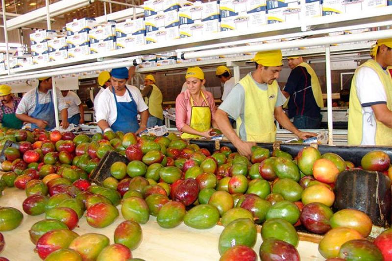 Exportaciones de mango fresco crecen en volúmen 35% hasta la semana 8
