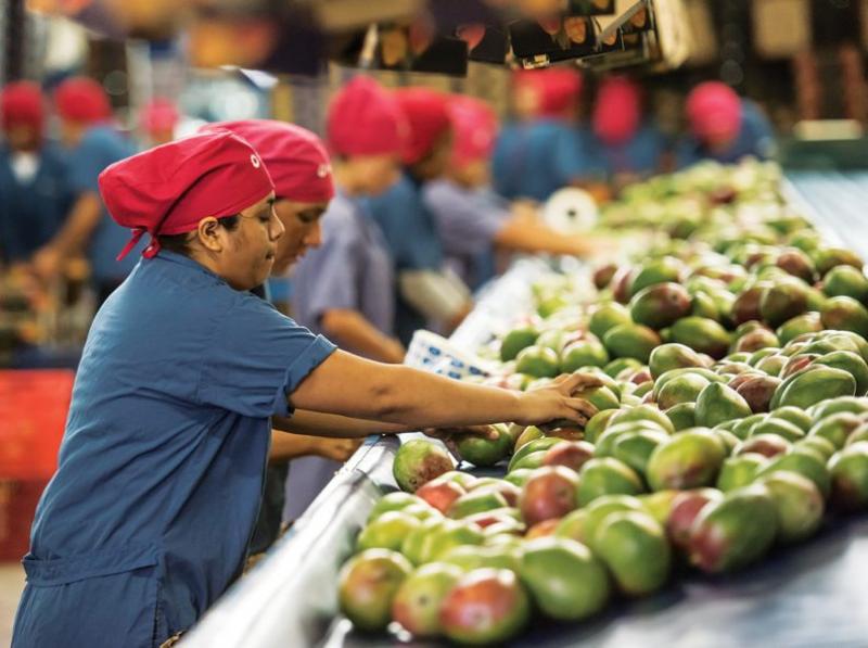 Exportaciones de mango fresco crecen en volumen 61% hasta la semana 51