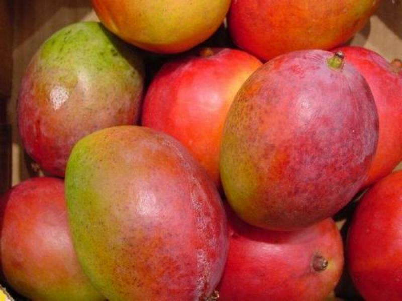 EXPORTACIONES DE MANGO FRESCO DISMINUYERON EN 52,94%