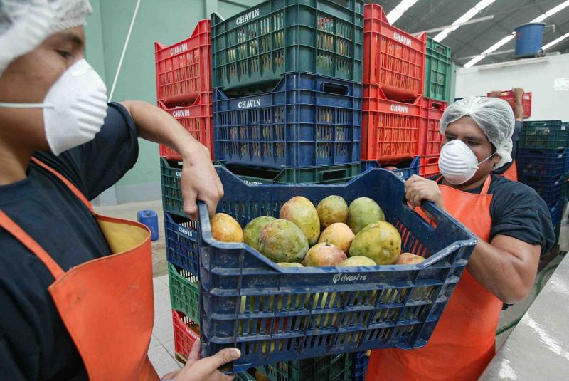 Exportaciones de mango peruano a China crecieron 628% en lo que va del presente año