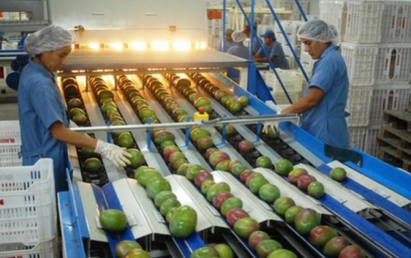 Exportaciones de mango por parte de Sunshine crecerían 10.2% en la presente campaña