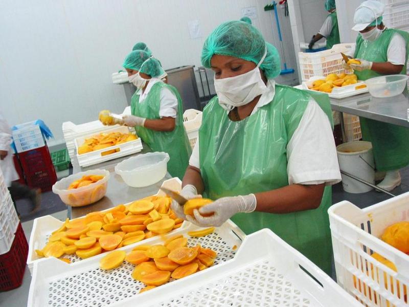 EXPORTACIONES DE MANGO SE INCREMENTARON EN 8.4%