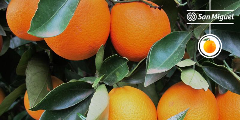 Exportaciones de naranja de mesa por parte de San Miguel Global crecieron entre 50 y 80% dependiendo del destino en la presente campaña