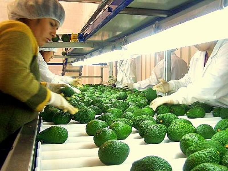 EXPORTACIONES DE PALTA SUMARON US$ 13.9 MILLONES