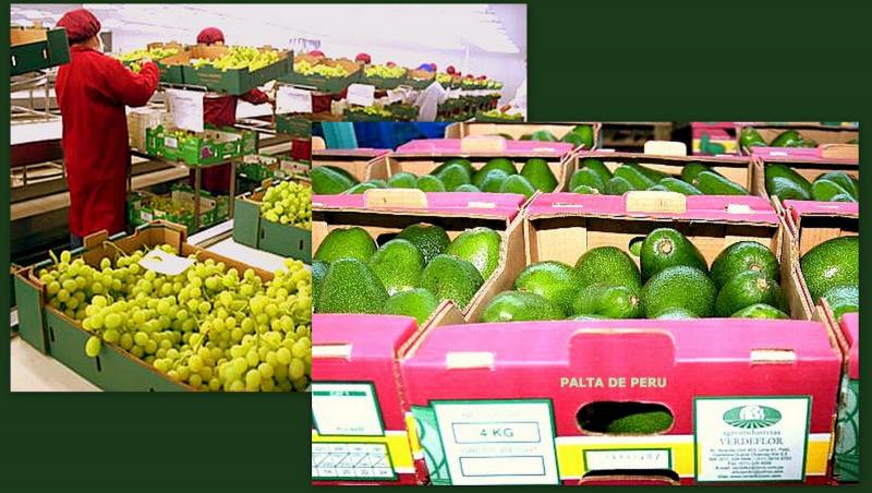 Exportaciones de palta y uva superaron los US$ 1.000 millones en lo que va del año