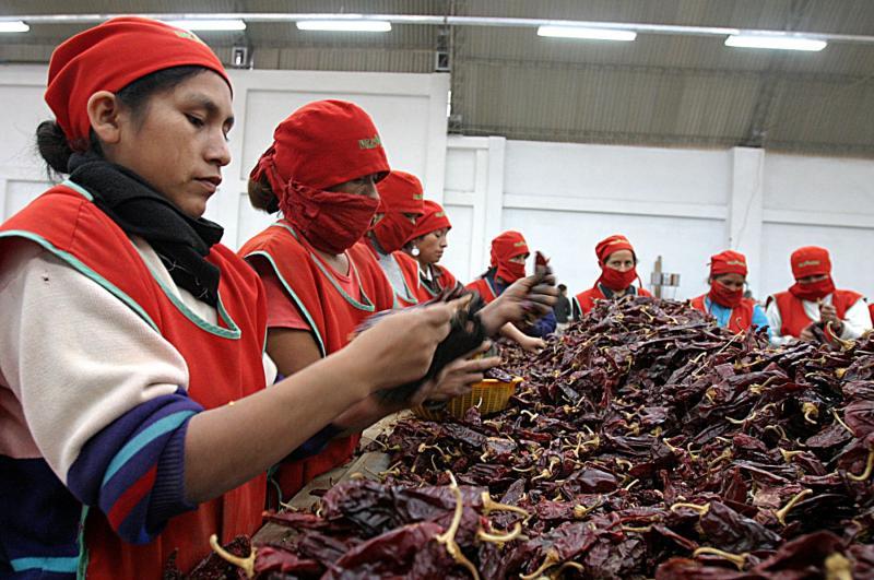Exportaciones de páprika de Perú sumaron 3.721 toneladas en octubre del 2023, mostrando un alza de +85%
