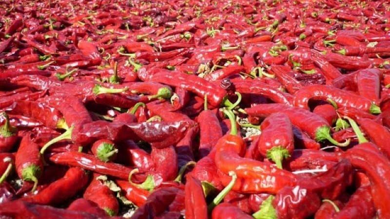 Exportaciones de páprika seca sin triturar ni pulverizar crecieron 15.7% en valor