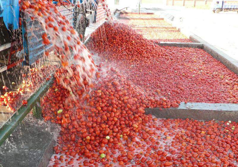 Exportaciones de pasta de tomate superan los US$ 2 millones durante el primer trimestre