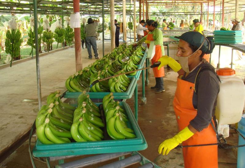 Exportaciones de plátanos de Perú superaron los US$ 80 millones en primer semestre del año