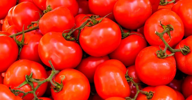 Exportaciones de tomate fresco por parte de Perú sumaron 3.402 toneladas por US$ 1.4 millones en 2022