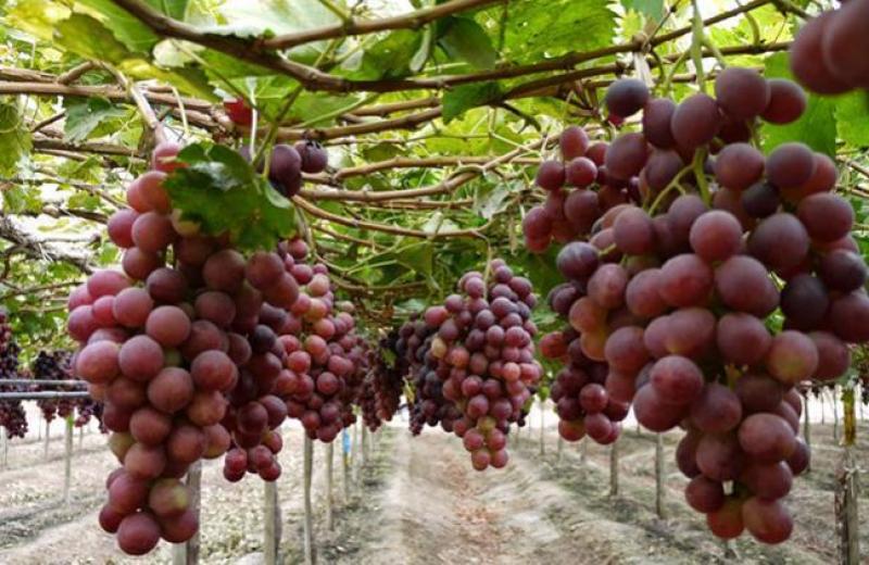 Exportaciones de uva de mesa de Ica crecerían más de 9.5% en la campaña 2019/2020