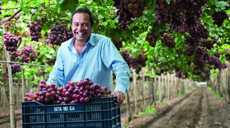 Exportaciones de uva de mesa por parte de Beta crecerían 56.2% en la presente campaña