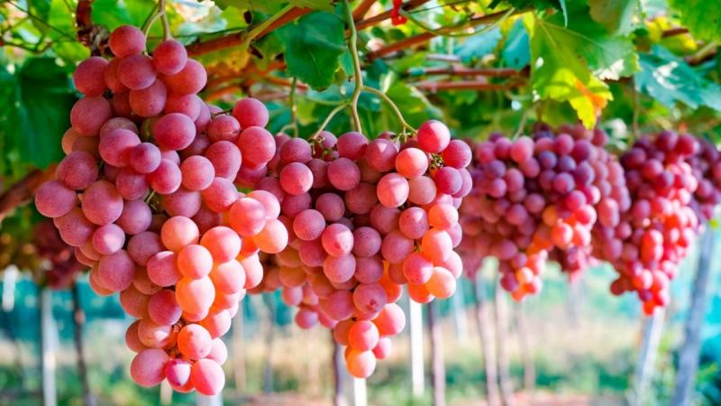 Exportaciones de uva frescas de Ica sumaron US$ 495 millones entre enero y noviembre de 2022