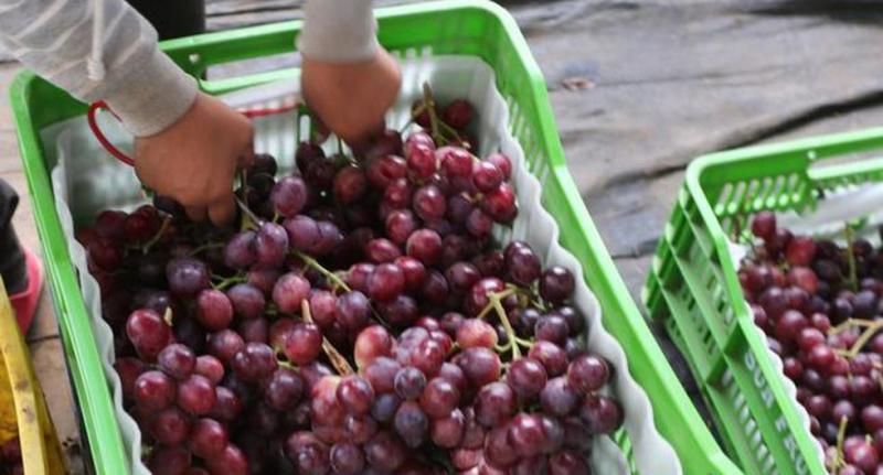 Exportaciones de uva peruana llegan a US$ 418.8 millones