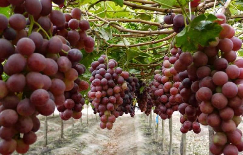 Exportaciones de uvas de mesa crecerían 10% en la campaña 2020-2021
