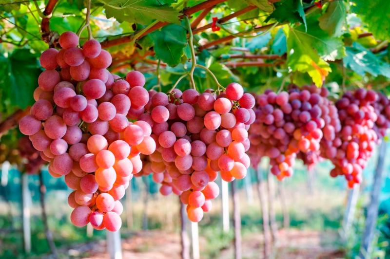Exportaciones de uvas sumaron US$ 416 millones en el primer bimestre de 2020