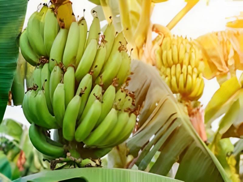 Exportaciones ecuatorianas de banano alcanzan las 300.89 millones de cajas entre enero y octubre de 2023, mostrando un aumento de +7.09%