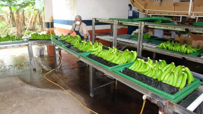 Exportaciones ecuatorianas de banano alcanzaron las 244.10 millones de cajas entre enero y agosto