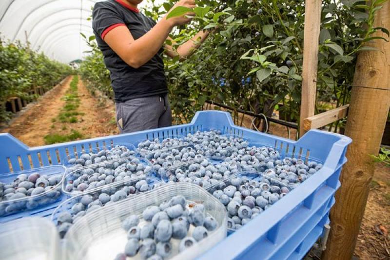 Exportaciones mundiales de fruta en riesgo por la crisis política en Perú